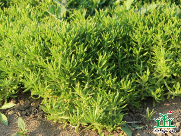 佛甲草，屋頂綠化佛甲草